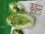 白菜の写真