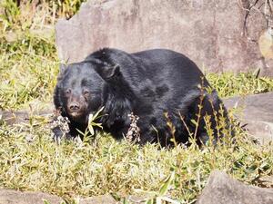 ツキノワグマの写真